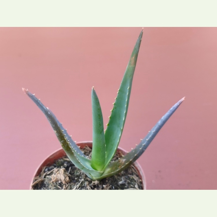Aloe forbesii