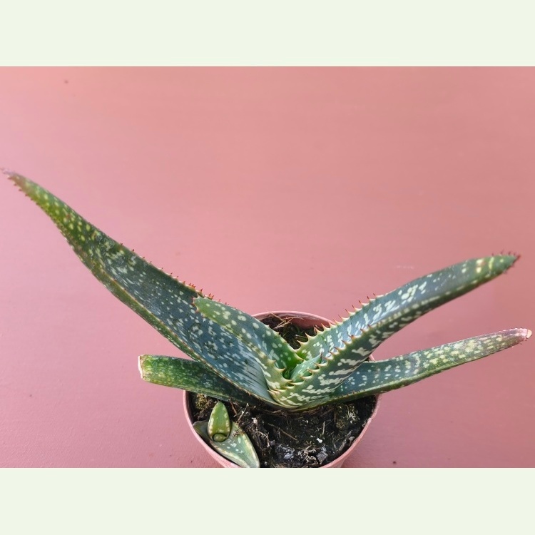 Aloe macrocarpa